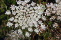 Queen-Annes-Lace-Daucus-carota-1-Mt-St-Helens-WA