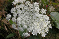 Queen-Annes-Lace-Daucus-carota-2-Mt-St-Helens-WA