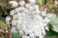 Queen-Annes-Lace-Daucus-carota-3-Mt-St-Helens-WA