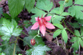 Red-Columbine-BC
