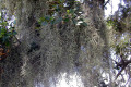 Spanish-moss-Louisiana