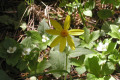 Tickseed-BC-03