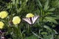 butterfly-on-Balsamroot-Moose-Lake-BC