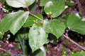 wildberry-BC