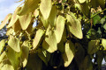 wildberry-tree-New-Orleans