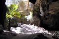 12-Tree-ferns-growing-in-roof-collapse-window