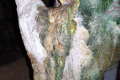 42-Seepage-from-damp-column